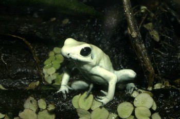 Dart frog