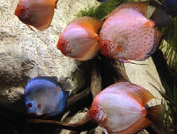 Discus Fish