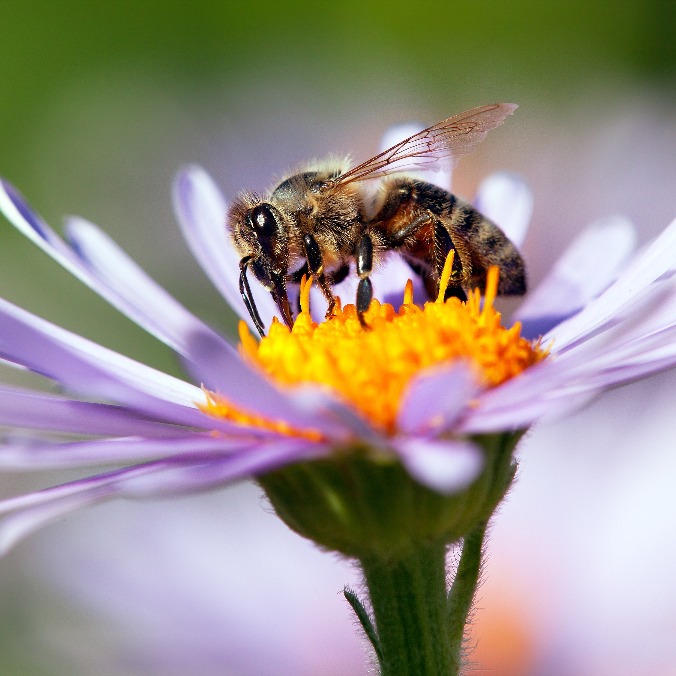 Honey Bee