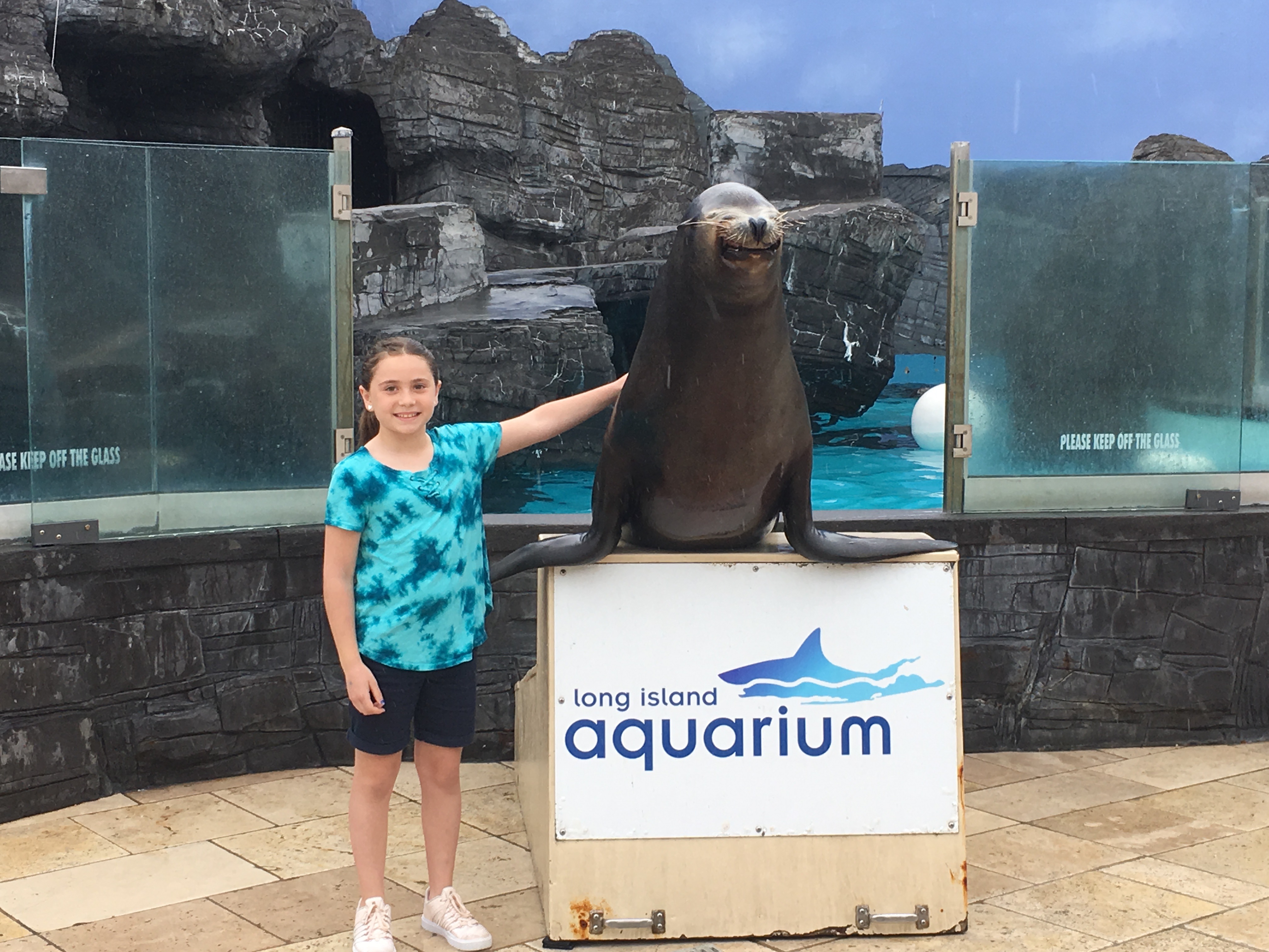 Sea Lion Encounter