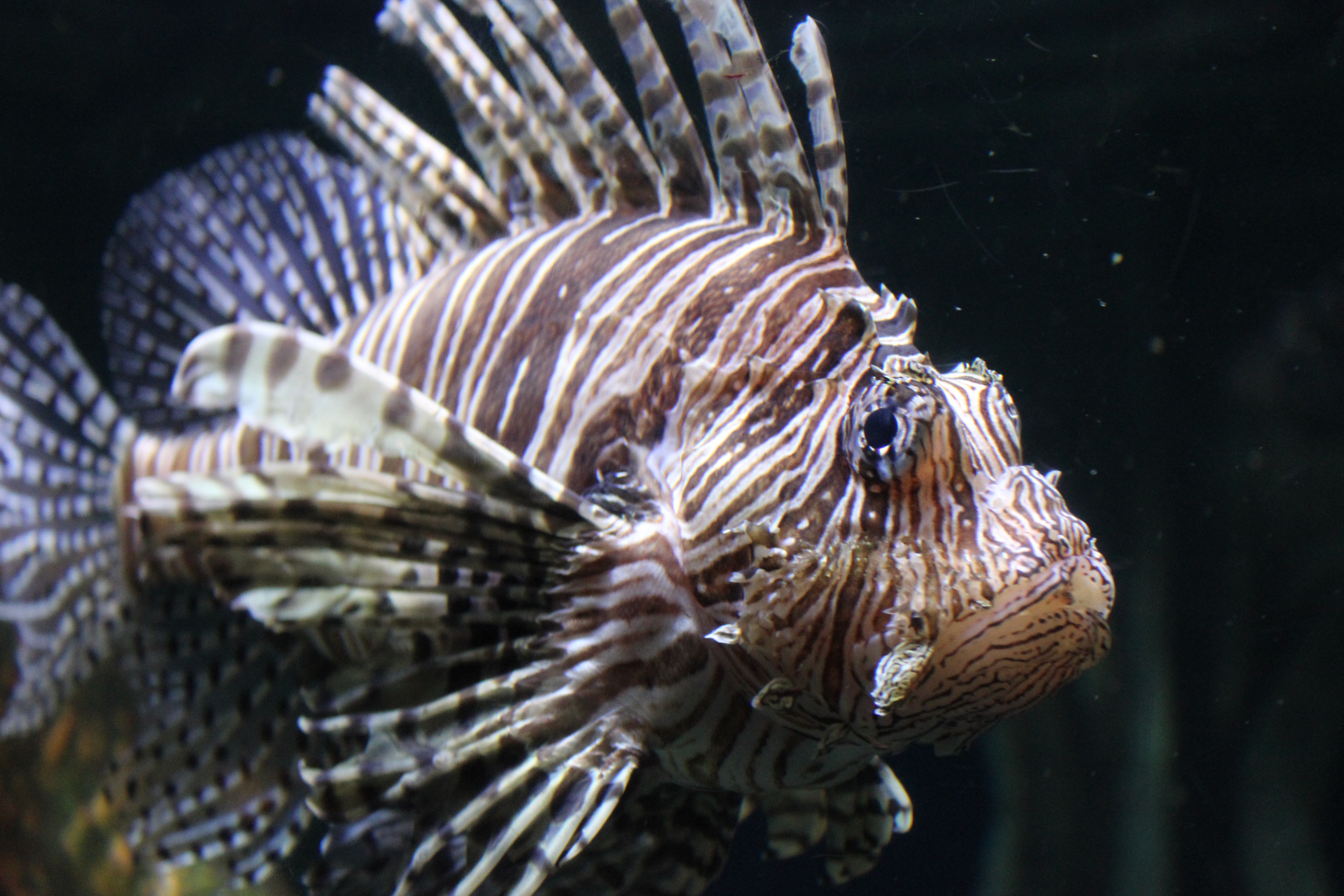 Shipwreck/Artificial Reef Exhibit