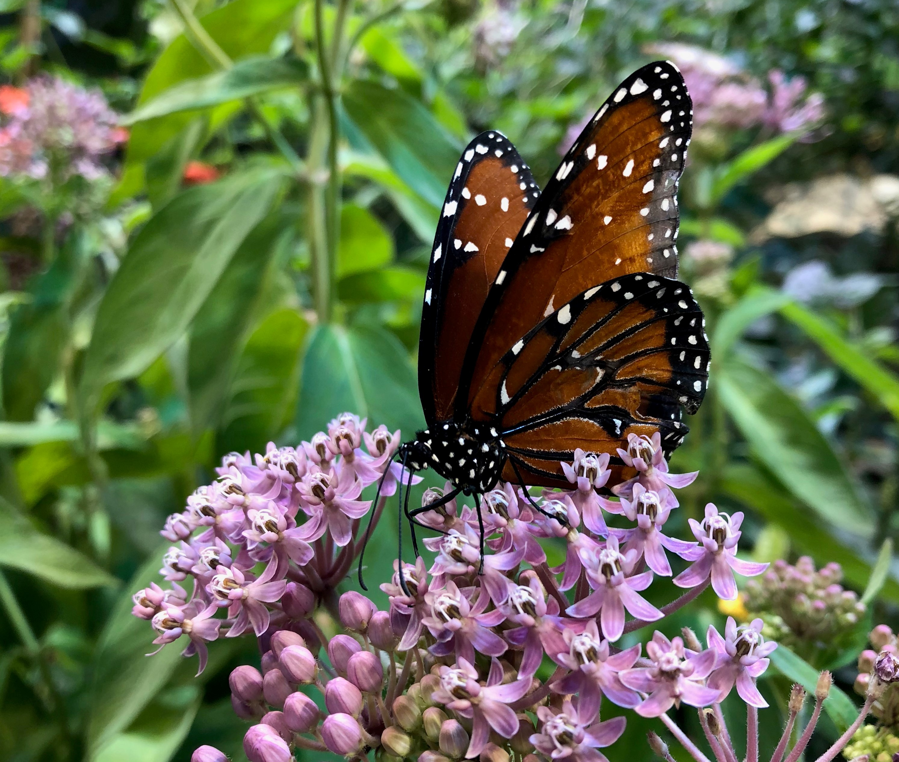 Butterfly Exhibit