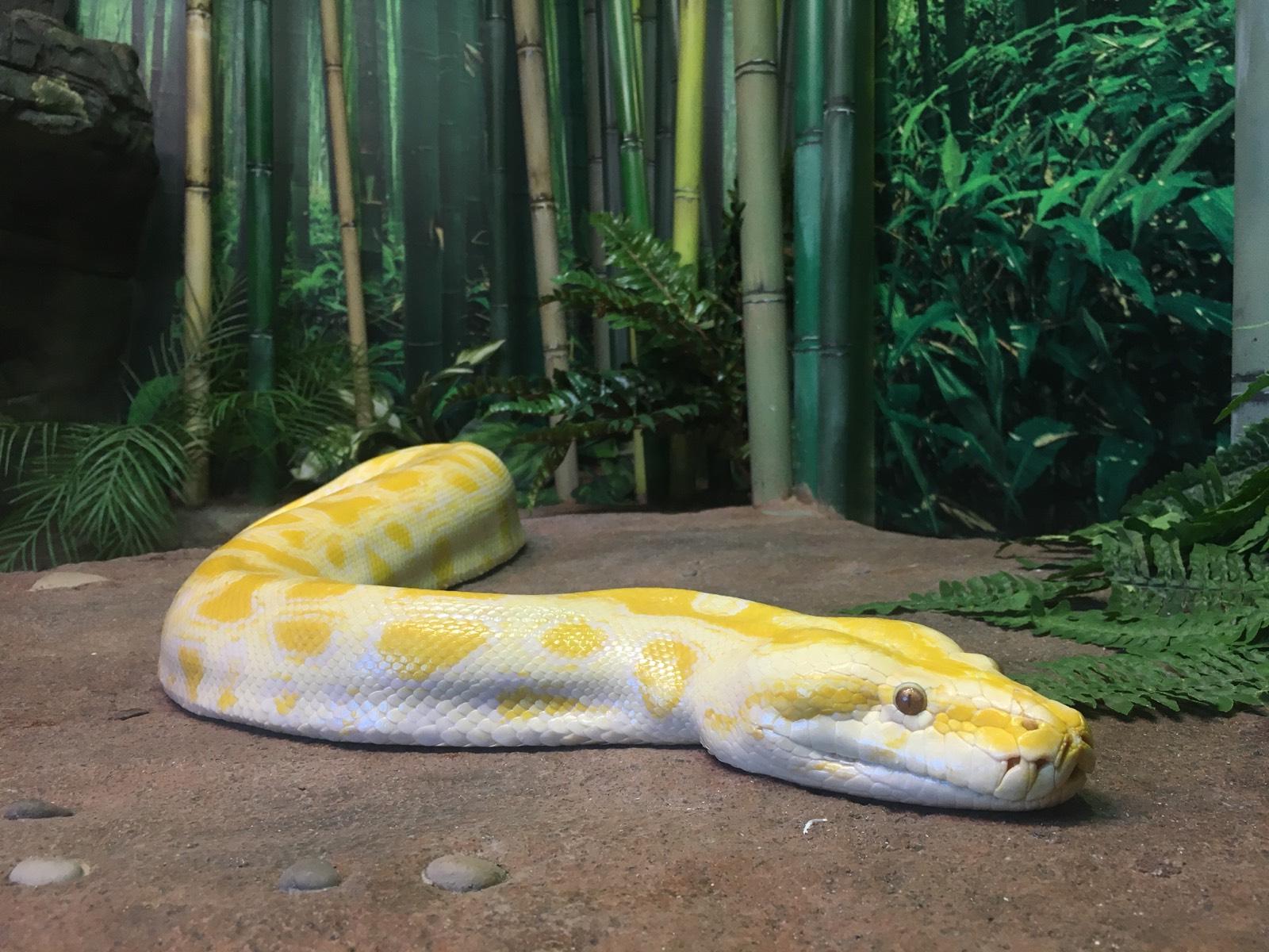 Critter Corner