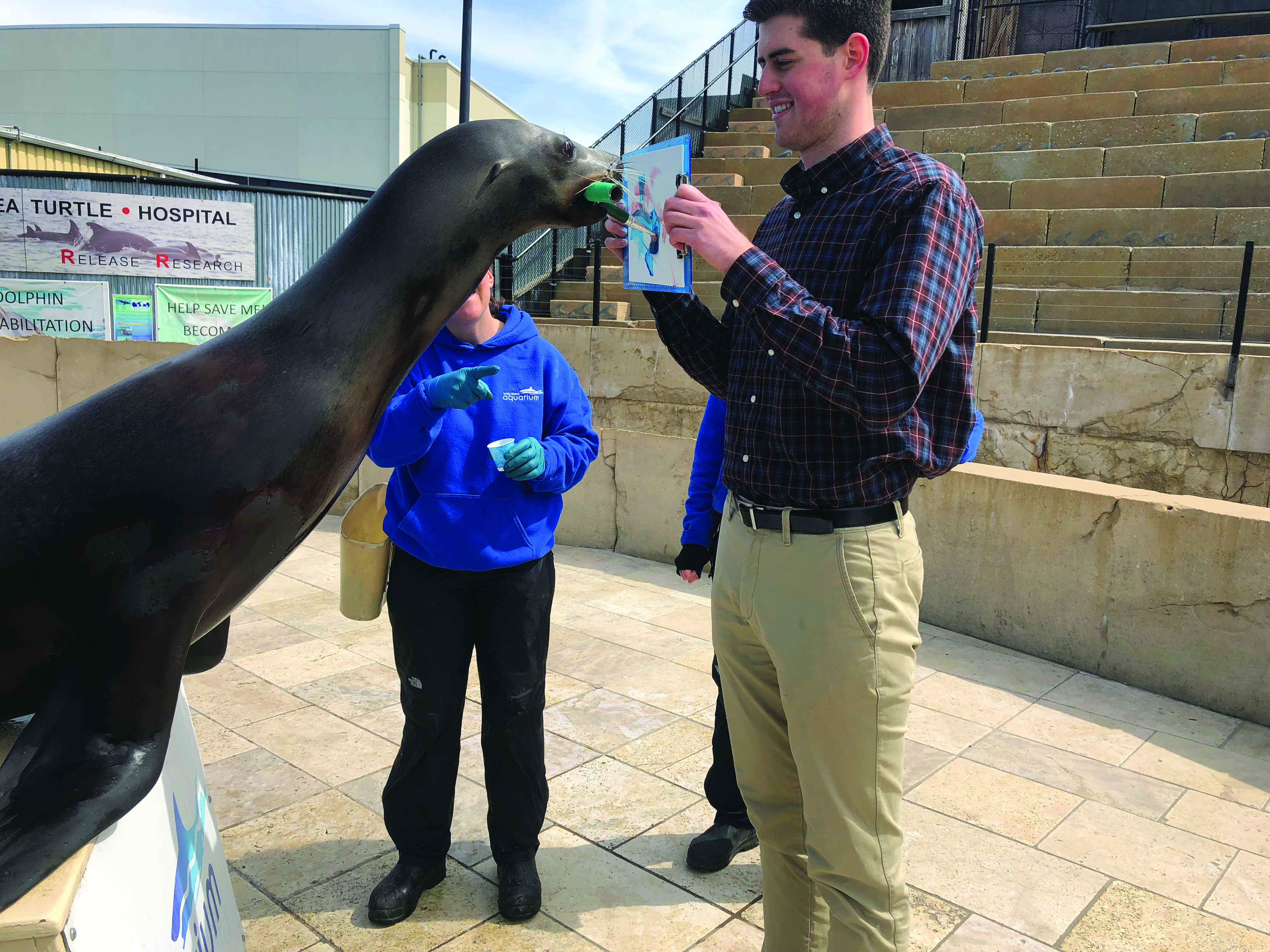 Paint with a Pinniped