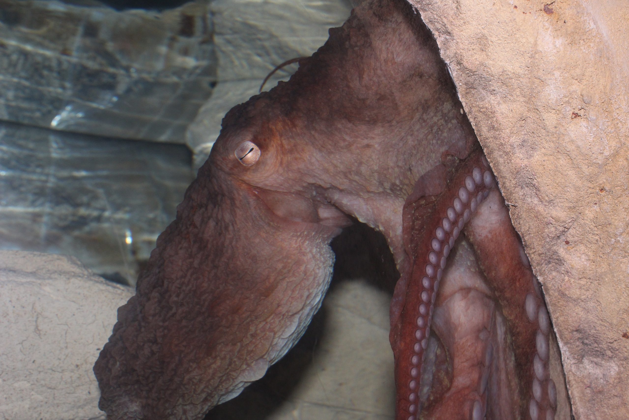 Octopus in the Tank