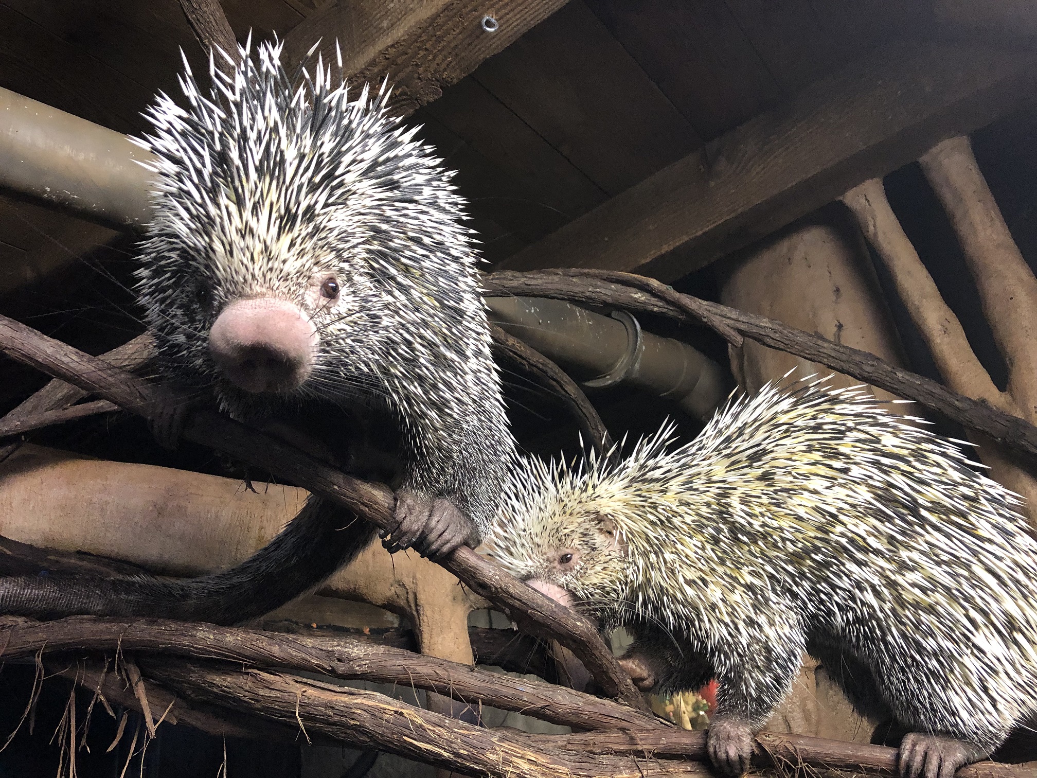 Porcupine - Long Island Aquarium Porcupine - Long Island Aquarium