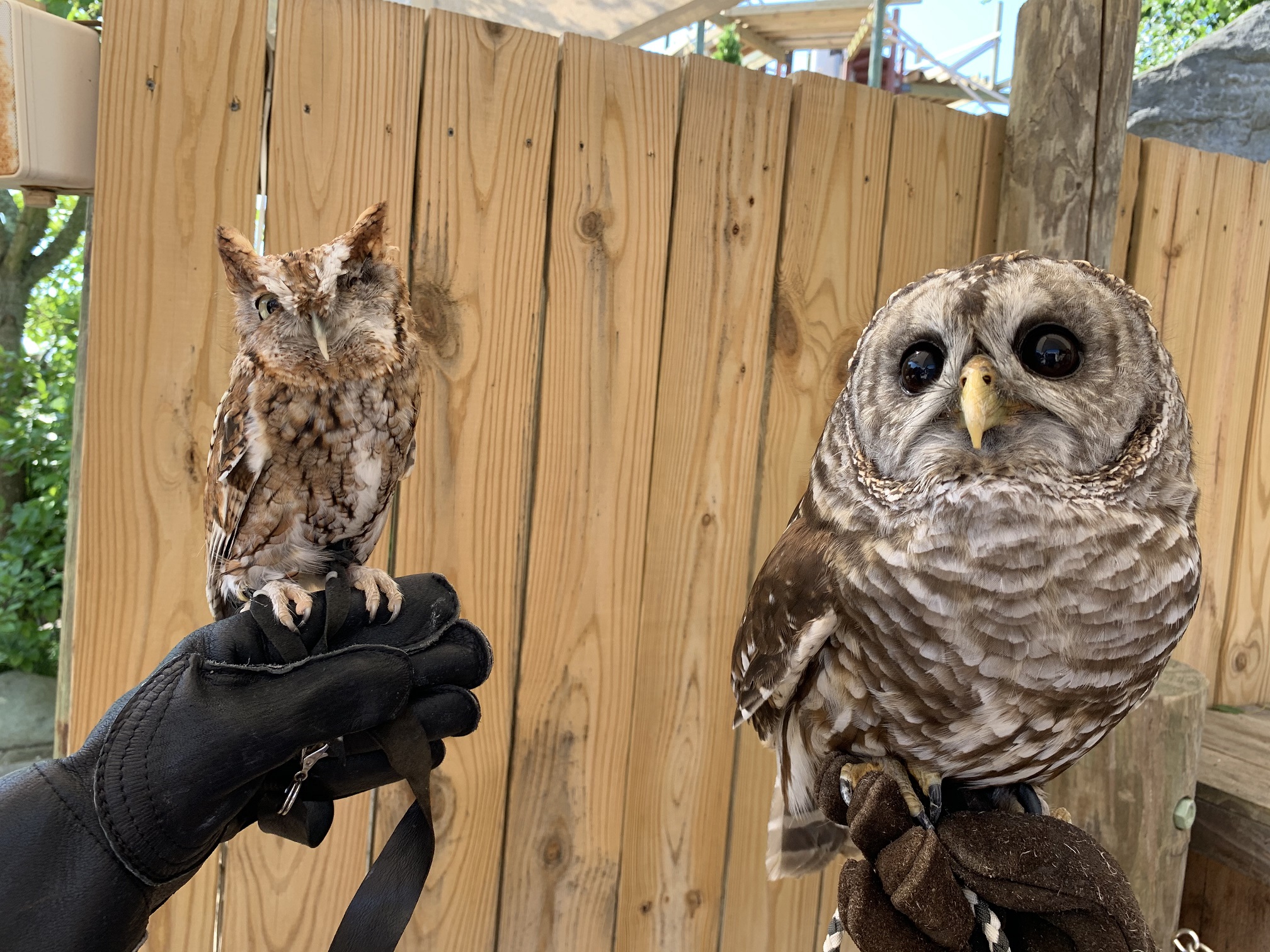 Two Owls