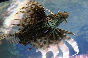 IMG_9274