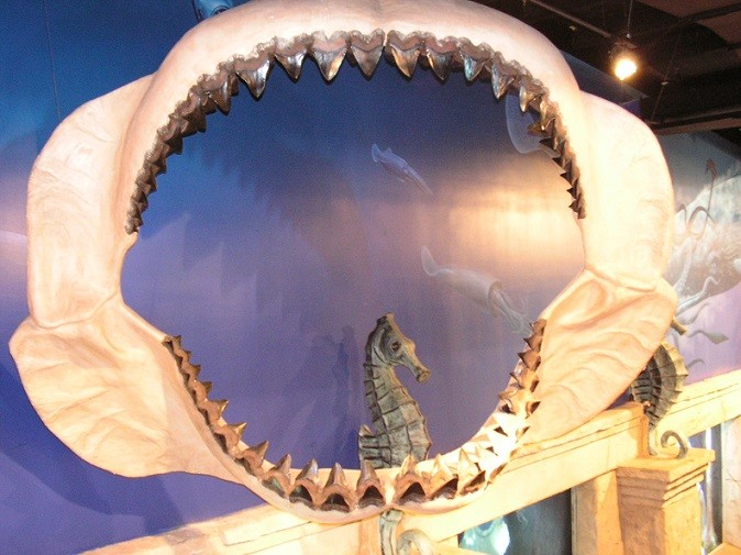Megalodon Display