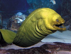 Moray Eels