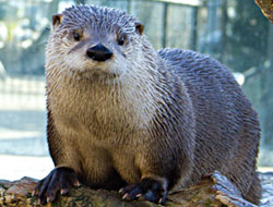 Otters at LI Aquarium & Exhibition Center