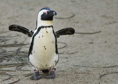 Penguin Flapping
