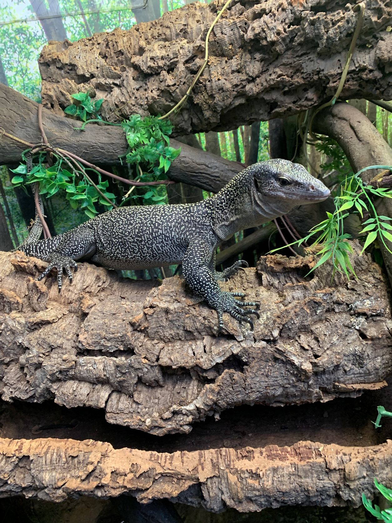 Mangrove Monitor Long Island Aquarium