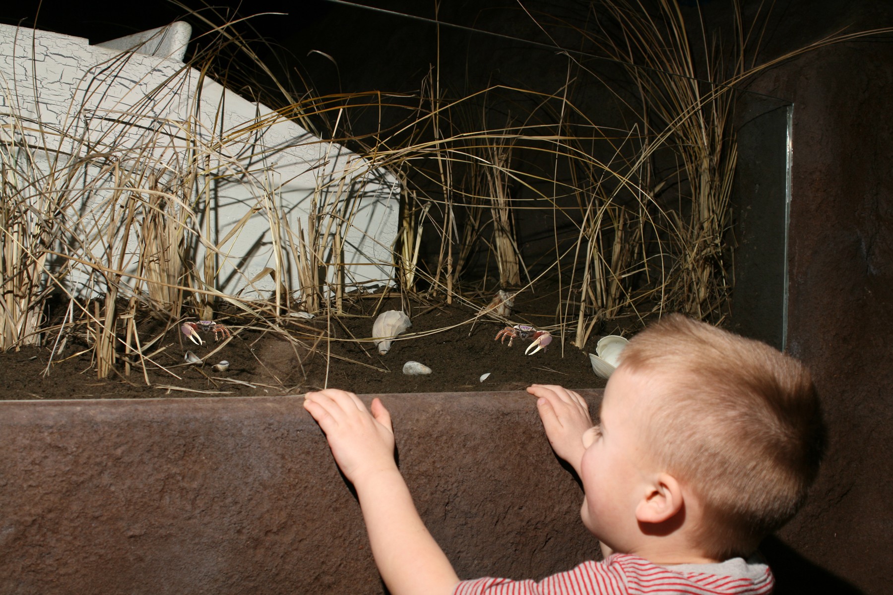 Tidal Marsh Fiddler Crab