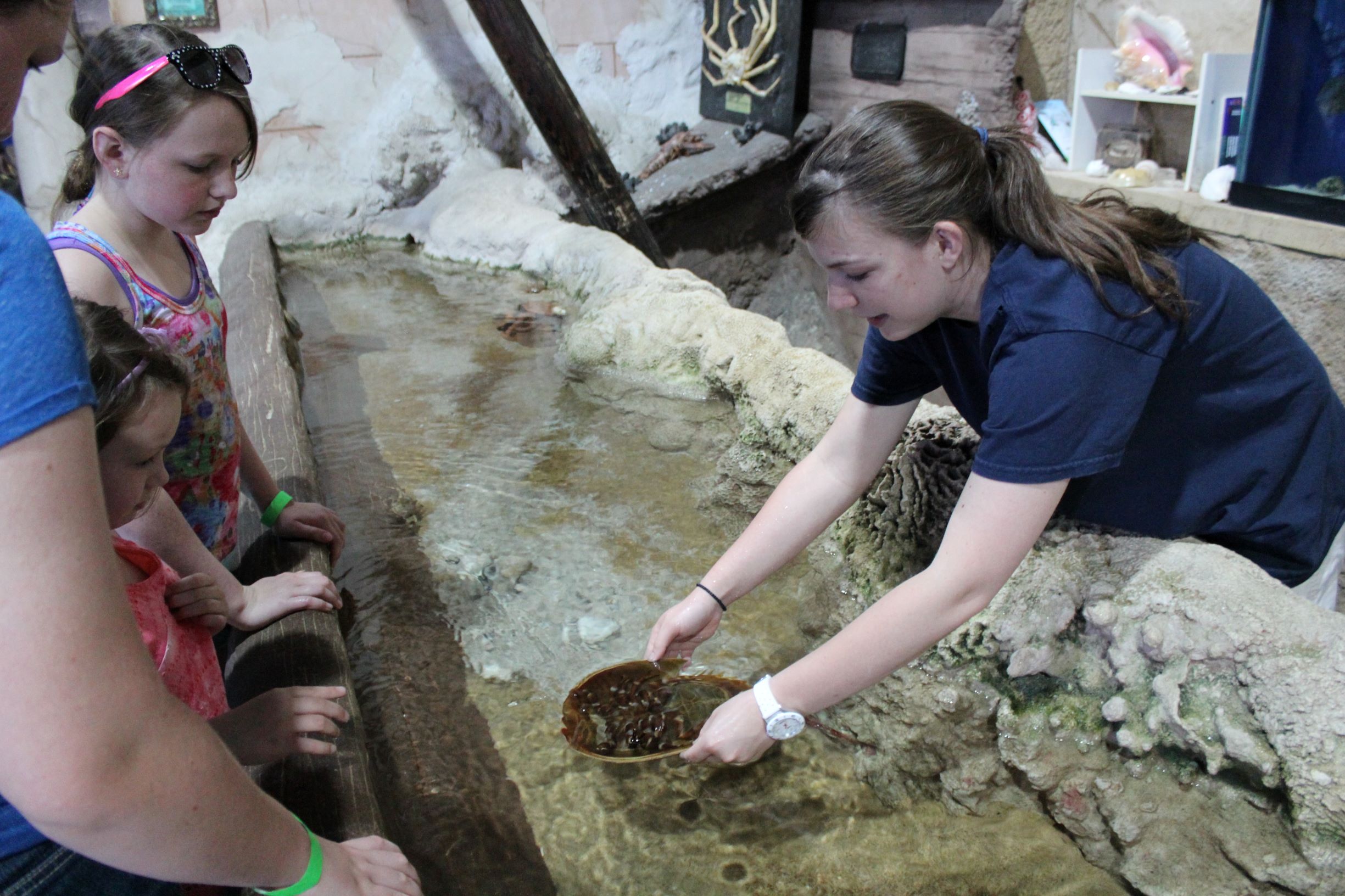 Educator with a Horseshoe Crab