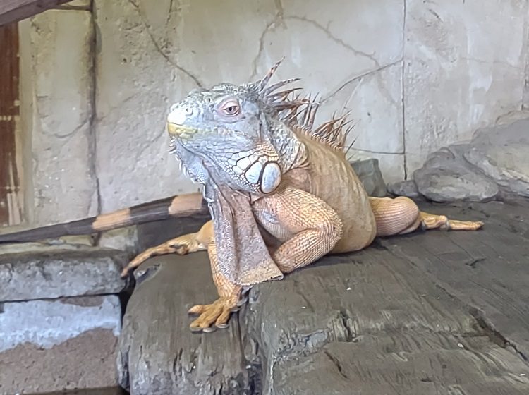 Iguana
