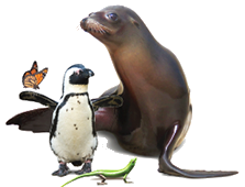 Penguin seal