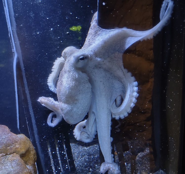 Small Octopus