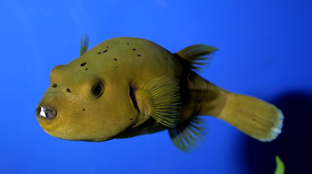 puffers