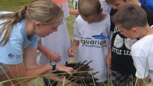 Interactive Salt Marsh