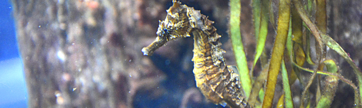 99 learning about seahorses